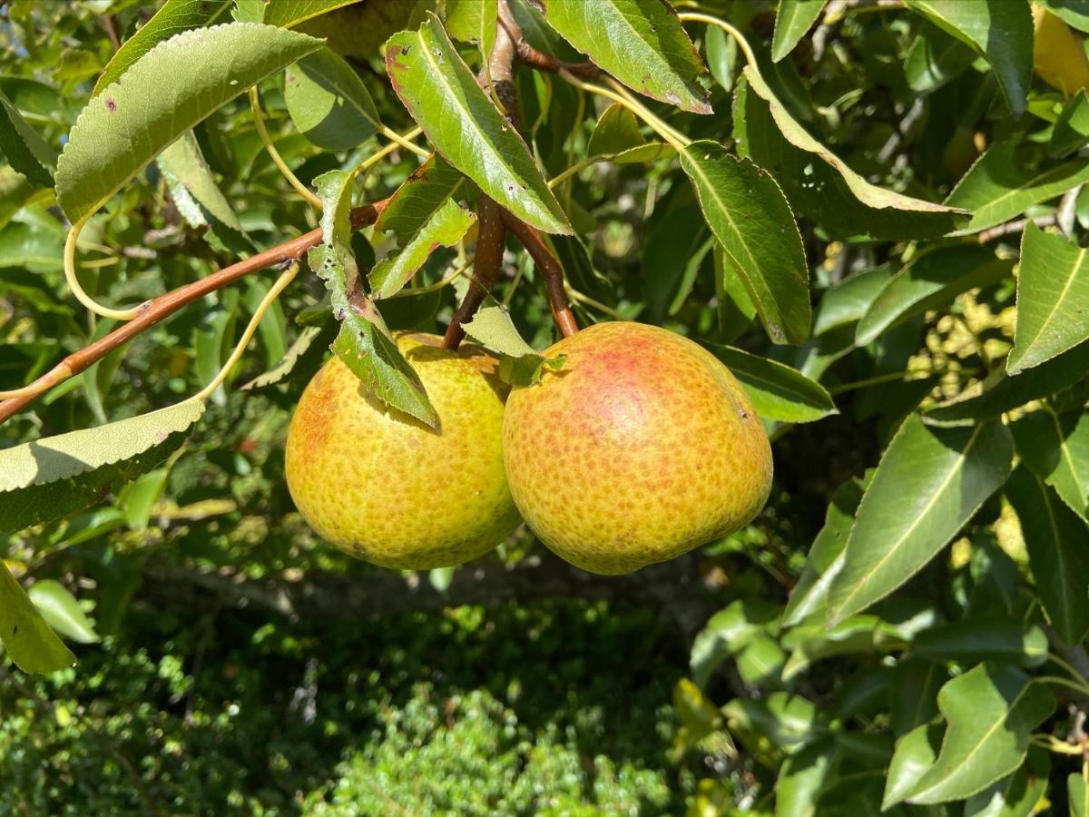 Gastenverblijf 'T Landsheertje Veurne Ngoại thất bức ảnh